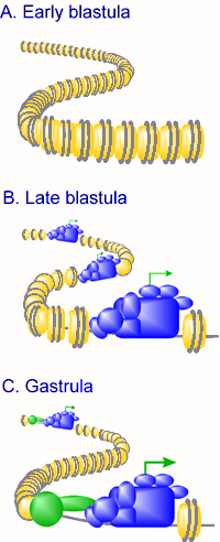 Transcription regulation
